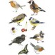 Herma sticker decor "oiseaux aquarelle"
