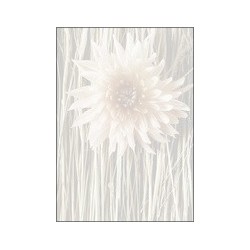 Sigel papier design, format a4, 90 g/m2, motif "rose bloom"