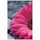Susy card  carte d'anniversaire "birthday ban"