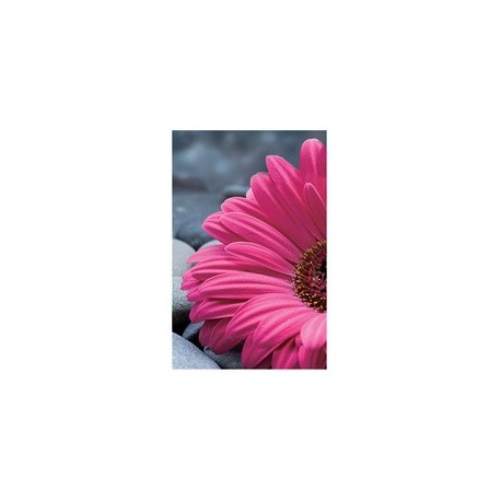 Susy card  carte d'anniversaire "birthday ban"